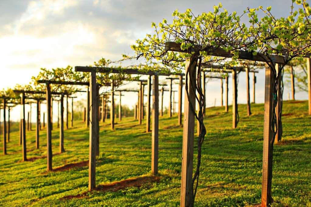 Chateau Elan Winery Braselton Εξωτερικό φωτογραφία